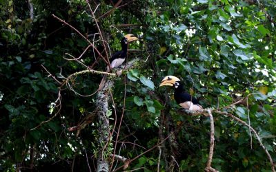 ಪಾಂಗ್ಕೋರ್ ದ್ವೀಪ,ಮಂಗಟ್ಟೆ ಹಕ್ಕಿ ಮತ್ತು ಮಳೆಯ ಹಗಲು:ನರೇಂದ್ರ ಬಾಬು ಪ್ರವಾಸ ಕಥನ