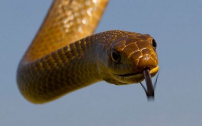 ಹಾವಿನ ಹೊಡೆತಕ್ಕೆ ಬೆಂಡಾದ ಬಸ್ಸು!: ಮುನವ್ವರ್ ಜೋಗಿಬೆಟ್ಟು ಬರೆವ ಪರಿಸರ ಕಥನ