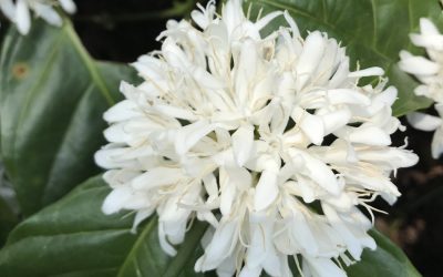 ಕಾಫಿ ಗಿಡದ ಹೂಗೊಂಚಲ ಕಥೆ : ಸುಜಾತಾ ತಿರುಗಾಟ ಕಥನ