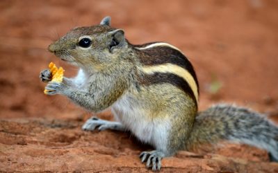 ಜಾತಿ ಕೆಟ್ಟ ಅಳಿಲಿನ ಅಂತ್ಯ:ಮುನವ್ವರ್ ಪರಿಸರ ಕಥನ