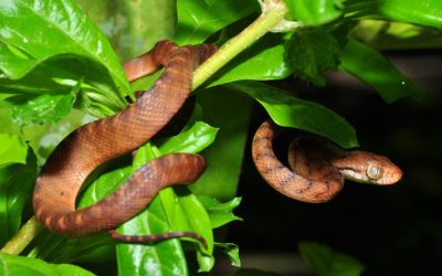 ಪಾದದ ಮೇಲೆ ಹರಿದ “ಮರ ಪಾಂಬು”: ಮುನವ್ವರ್ ಬರೆವ ಪರಿಸರ ಕಥನ