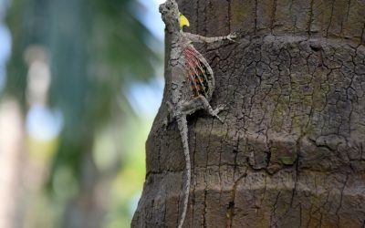 ತೇಜಸ್ವಿ ಕಂಡ ಹಾರುವ ಓತಿಯ ನಾನೂ ಕಂಡೆ