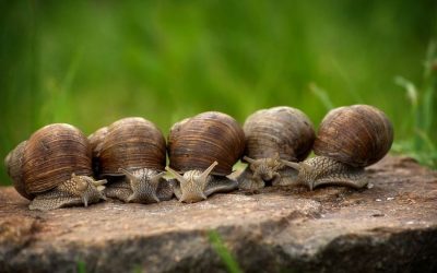 ಬಾಯಲ್ಲಿ ಸಿಕ್ಕ ಬಸವನ ಹುಳು: ಮುನವ್ವರ್ ಪರಿಸರ ಕಥನ