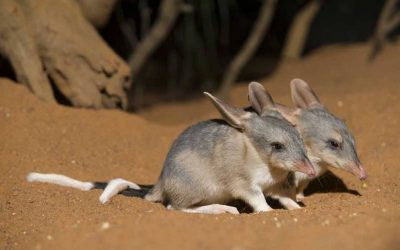 ಈಸ್ಟರ್ ಬನ್ನಿ ಮತ್ತು ಈಸ್ಟರ್ ಬಿಲ್ಬಿಯ ಕಥೆ: ಡಾ. ವಿನತೆ ಶರ್ಮಾ ಅಂಕಣ.