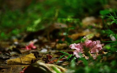 ಬಾಡುವಿನ ಹಿಂದೆ ಕಾಡು ಹಾದಿಯಲ್ಲಿ: ಪ್ರಸಾದ್ ಶೆಣೈ ಕಥಾನಕ