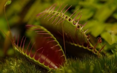 ಕೀಟಹಾರಿ ನಾಚಿಕೆ ಮುಳ್ಳು ಮತ್ತು ಘಾಟಿ ಕೋಳಿ: ಮುನವ್ವರ್ ಜೋಗಿಬೆಟ್ಟು ಬರೆವ ಪರಿಸರ ಕಥಾನಕ