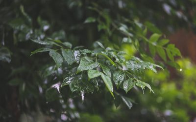 ಇಳೆಯ ಹಾಗೆ ಮಳೆಗೆ ಕಾಯುತ್ತಾ: ರೂಪಶ್ರೀ ಕಲ್ಲಿಗನೂರ್ ಅಂಕಣ