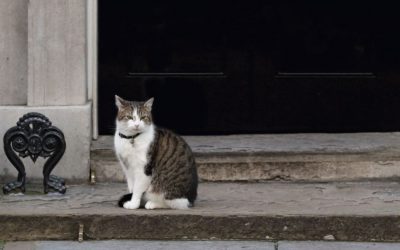 ಕಳೆದುಹೋಗುವ ಬೆಕ್ಕುಗಳ ಕುರಿತು:ಯೋಗೀಂದ್ರ ಮರವಂತೆ ಅಂಕಣ