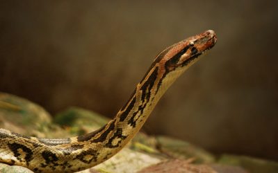 ಚಿಂಚುವಿನ ಪ್ರಾಣ ಹಿಂಡಿದ ಪೆರ್ಮಾರಿ: ಮುನವ್ವರ್ ಪರಿಸರ ಕಥನ