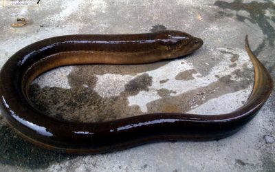 ಮಡಿಕೇರಿ ಉಮ್ಮ ಹೇಳಿದ ಹಾವು ಮೀನಿನ ಕಥೆ : ಮುನವ್ವರ್ ಪರಿಸರ ಕಥನ.