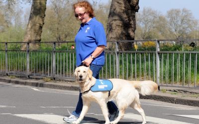 ಗೈಡ್ ಡಾಗ್ ಎಂಬ ಸಜ್ಜನ ಪ್ರಜೆ: ವಿನತೆ ಶರ್ಮಾ ಅಂಕಣ.
