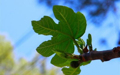 ಬಸರಿಮರ ಮತ್ತು ವಿಷಪೂರಿತ ಅಣಬೆ: ಮುನವ್ವರ್ ಬರೆಯುವ ಪರಿಸರ ಕಥನ