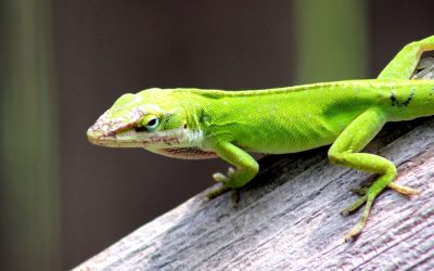 ಹಲ್ಲಿ ಮೂತ್ರ ಕೈ ಸುಟ್ಟಿತೇ!: ಮುನವ್ವರ್ ಜೋಗಿಬೆಟ್ಟು ಅಂಕಣ