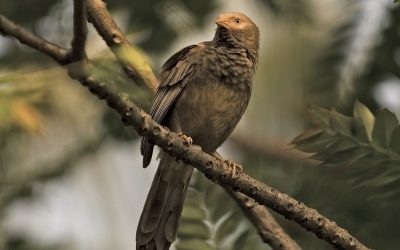 ಭೂತದ ತೋಟದಲ್ಲಿ ಬಾಯಿಬಡುಕ ಹಕ್ಕಿ: ಮುನವ್ವರ್ ಜೋಗಿಬೆಟ್ಟು ಕಥನ
