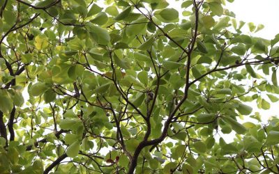 ಶಾಂತಿ ಮರದ ಬಳಿ ಜಂಗಮ ಮುಳ್ಳು ಪೊದೆ: ಮುನವ್ವರ್ ಜೋಗಿಬೆಟ್ಟು ಅಂಕಣ