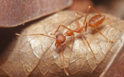 ದಾರಿ ಮರೆತ ಇರುವೆಗಳು: ಮುನವ್ವರ್ ಜೋಗಿಬೆಟ್ಟು ಅಂಕಣ