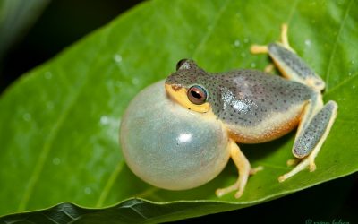 ಕಪ್ಪೆ-ಮೀನುಗಳೂ ಮತ್ತು ತುಂಟ ಹುಡುಗರು: ಮುನವ್ವರ್ ಜೋಗಿಬೆಟ್ಟು ಅಂಕಣ
