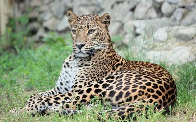 ಜೋಗಿಬೆಟ್ಟುವಿನಲ್ಲಿ ಚಿರತೆ: ಮುನವ್ವರ್ ಜೋಗಿಬೆಟ್ಟು ಅಂಕಣ