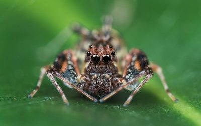 ಜೇಡ ಕಡಿಸಿಕೊಂಡವ ನೀನು, ಸ್ಪೈಡರ್ ಮ್ಯಾನ್ ಆಗ್ತೀಯ! : ಮುನವ್ವರ್ ಜೋಗಿಬೆಟ್ಟು ಅಂಕಣ