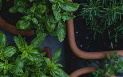 ಶ್ರೀಸಾಮಾನ್ಯರ ಹಸಿರು ಕ್ರಾಂತಿ ಕಥೆಗಳು: ವಿನತೆ ಶರ್ಮಾ ಅಂಕಣ