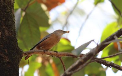 ಲಾಕ್ ಡೌನ್ ನಿಂದ ತುಂಬಿಕೊಂಡ ಗಂಧ: ಪ್ರಸಾದ್ ಶೆಣೈ ಅಂಕಣ