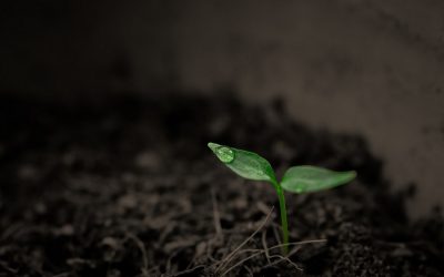 ಕೋವಿಡ್ ಕಾಲದ ಚಿಕ್ಕಪುಟ್ಟ ಸಮಾಧಾನಗಳು: ವಿನತೆ ಶರ್ಮಾ ಅಂಕಣ