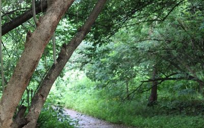 ಬಿದಿರುಮೆಳೆಯಲ್ಲಿ ಹೂತ ಹೆಣ: ಮುನವ್ವರ್ ಜೋಗಿಬೆಟ್ಟು ಅಂಕಣ