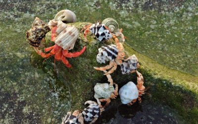 ಅಷ್ಟಮಿಯ ಚಂದ್ರನ ಇರುಳು ಶಂಖು ಹುಳಗಳ ಪ್ರೇಮ ಕಥೆಗಳು: ಅಬ್ದುಲ್ ರಶೀದ್ ಬರೆಯುವ ಲಕ್ಷದ್ವೀಪ ಡೈರಿ