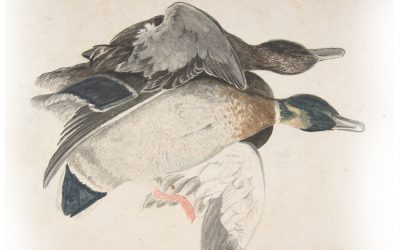 ಸಿಂಗರನ ಬಾಲ್ಯಕಾಲದ ಕಥನ: ‘ಹೆಬ್ಬಾತುಗಳು ಏಕೆ ಅರಚಿದವು..?’