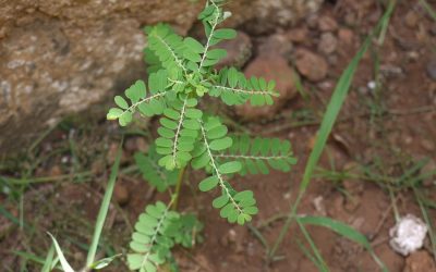 ಒಂದು ನೆಲನೆಲ್ಲಿಯ ಕತೆ