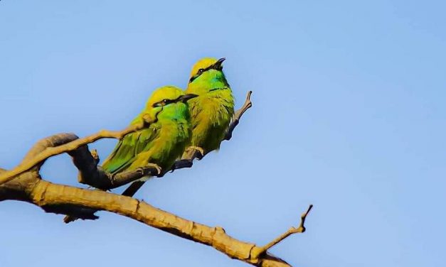 ಗಗನ್‌ ಬೂಸ್ನೂರ್‌ ತೆಗೆದ ಈ ದಿನ ಚಿತ್ರ