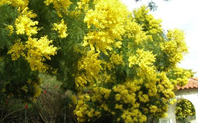 ಕನಸಿಗಿದೆ ಘನತೆ ಎನ್ನುತ ಕಾಡುವ ವಸಂತ