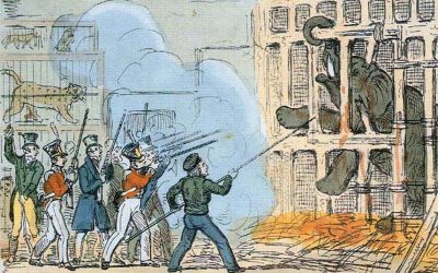 ಹಾಥಿ ಮತ್ತು ಚೂನಿ ಎಂಬ ಎರಡು ನತದೃಷ್ಟ ಆನೆಗಳ ಕಥೆ