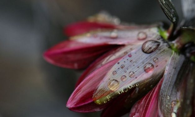 ಮಮತಾ ಅರಸೀಕೆರೆ ದಿನದ ಕವಿತೆ