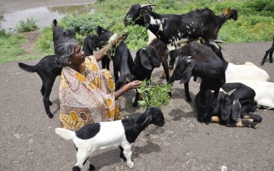 ಪ್ರಾಣಿಲೋಕದ ಪ್ರೀತಿಸುಧೆಯ ನೆನಪುಗಳು