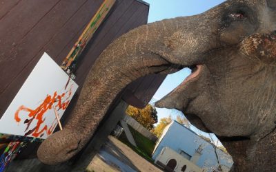 ಆನೆಗಳ ಭಾವ ಪ್ರಪಂಚದ ಚಿತ್ರಗಳು