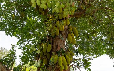 ದಪ್ಪ ತುಂಡಿನ ಬಾಡಿನೆಸರು