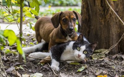 ಪ್ರಾಣಿ ಪ್ರಪಂಚದ ತರ್ಕ ಮೀರಿದ ಕತೆಗಳು
