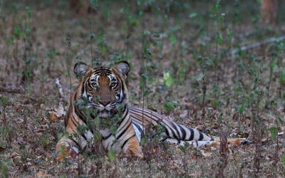 ಹುಲಿ ಚಿರತೆಗಳ ಹುಡುಕಾಡುತ್ತ ಕಬಿನಿ ಅರಣ್ಯದಲ್ಲಿ..