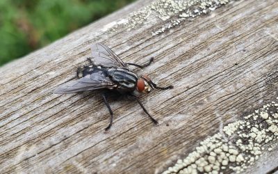 ಒಂದು ನೊಣದ ಕಥೆ….