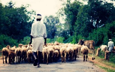 ನೆಮ್ಮದಿ ಎಂಬ ಕಾಂಚನ ಮೃಗದ ಬೆನ್ನಟ್ಟಿ