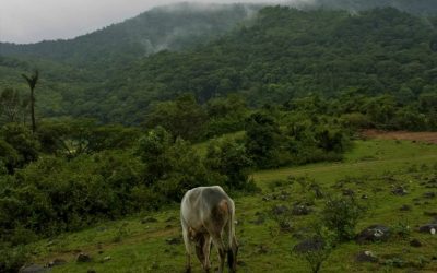 ಮುಗ್ಧತೆಯನ್ನೂ ತಾತ್ವಿಕತೆಯನ್ನೂ ಪೋಣಿಸಿಕೊಂಡ ರಶೀದ್ರ ಕತೆಗಳು