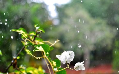 ಹಾಗಾದರೆ ನಾನು ನಿಮಗೆ ಬೇಡವಾ.. ಮಳೆಯದ್ದೊಂದು ಪ್ರಶ್ನೆ