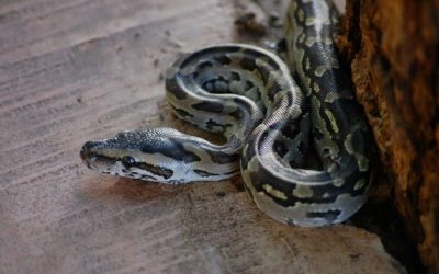 ಗಂಟಿನೊಳಗಿದ್ದ ಹೆಬ್ಬಾವು ಮಾಯವಾಗಿದೆಯೆಂದರೆ..