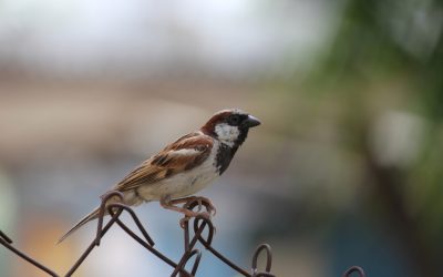 ಗುಬ್ಬಕ್ಕ ಸಿಕ್ಕಳು ಸುಮ್-ಸುಮ್ನೆ ನಕ್ಕಳು!