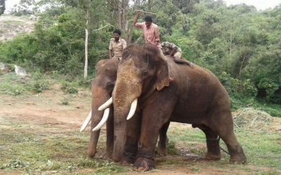 ಆನೆಗಳಿಗಾಗಿ ಕಾಡಿನಲ್ಲಿ ಮೇವು ಬೆಳೆದರೇ..
