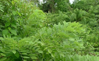 ಸಾವೇ ಇಲ್ಲದ ಗಿಡ ಮತ್ತು ಹ್ಯುಮಸ್ಸು