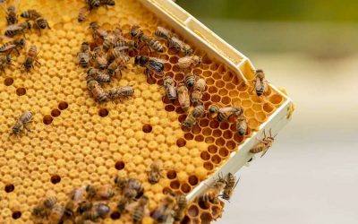 ನಾಳೆಗೆಂದು ತೆಗೆದಿರಿಸಿದ ಮುಷ್ಟಿ ಪೃಥುಕ