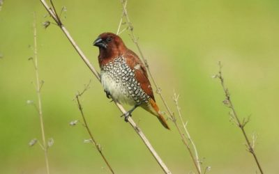 ಚುಕ್ಕೆ ರಾಟುವಾಳ, ನಾನು ಮತ್ತು ನಂಬಿಕೆ