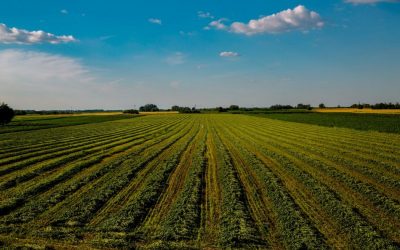 ನಿರ್ಜೀವವೊಂದು ಉಸಿರು ಪಡೆದುಕೊಳ್ಳುವ ಪರಿ…..